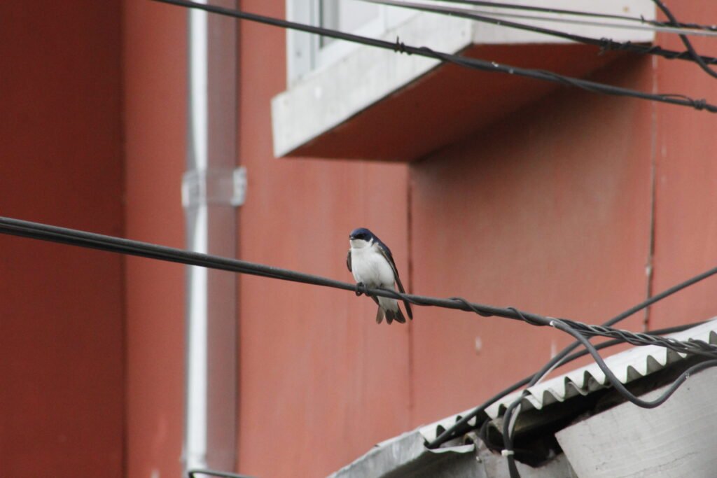 Observación de la semana

Golondrina (Foto por Bryan Y Diego)